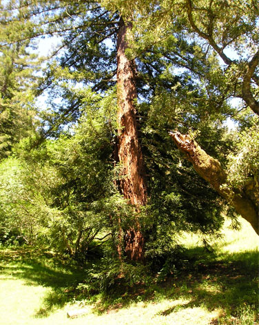 Tree in the woods